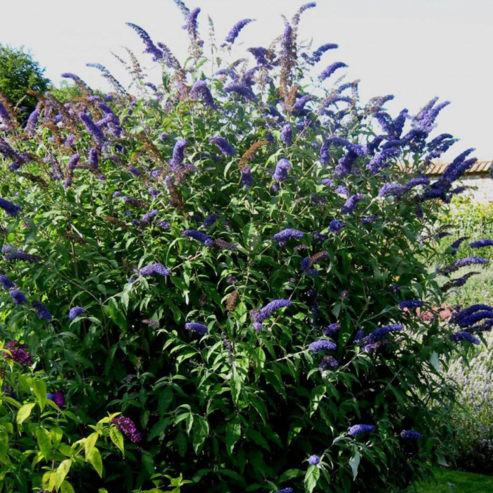 LILIAC MOV INCHIS - Buddleja Black Knight [2]