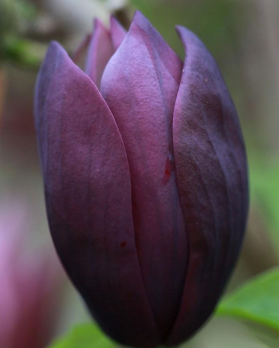 MAGNOLIA BLACK BEAUTY [3]