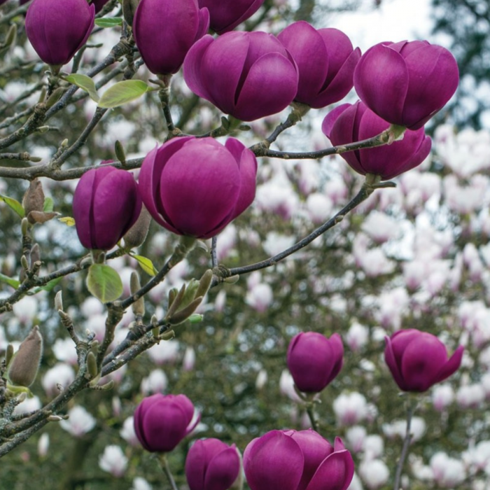MAGNOLIA BLACK TULIP [2]
