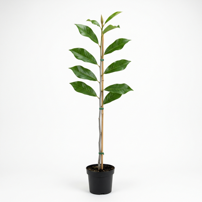 Magnolia 'Galaxy' - Magnolie 'Galaxy' 170 - 180 cm (2-3L) [3]