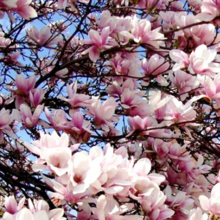 Magnolia George Henry Kern [3]