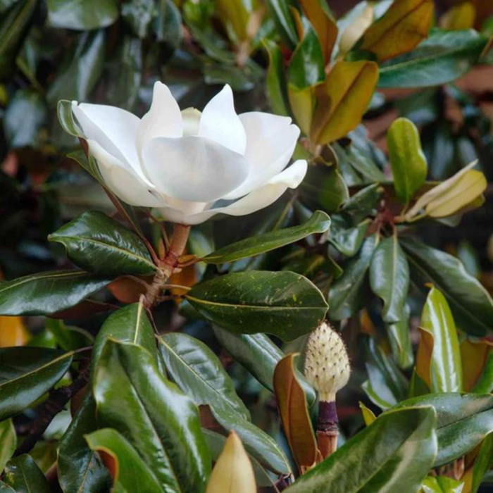 MAGNOLIA GRANDIFLORA GALLISONIENSIS [2]
