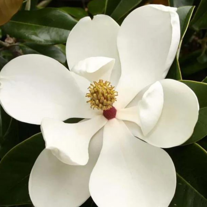 MAGNOLIA GRANDIFLORA GALLISONIENSIS [3]