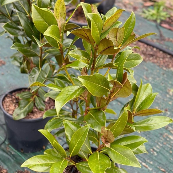 MAGNOLIA GRANDIFLORA GALLISONIENSIS [4]