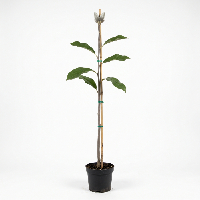 Magnolia 'Ricki' - Magnolie 'Ricki' 170 - 180 cm (3L) [2]