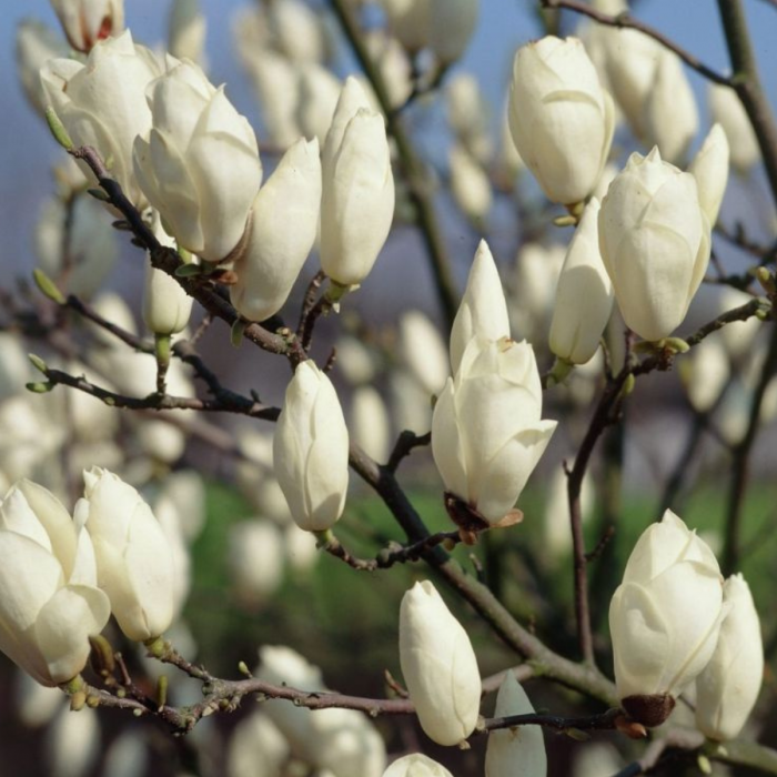 MAGNOLIA SOULANGEANA ALBA SUPERBA [2]