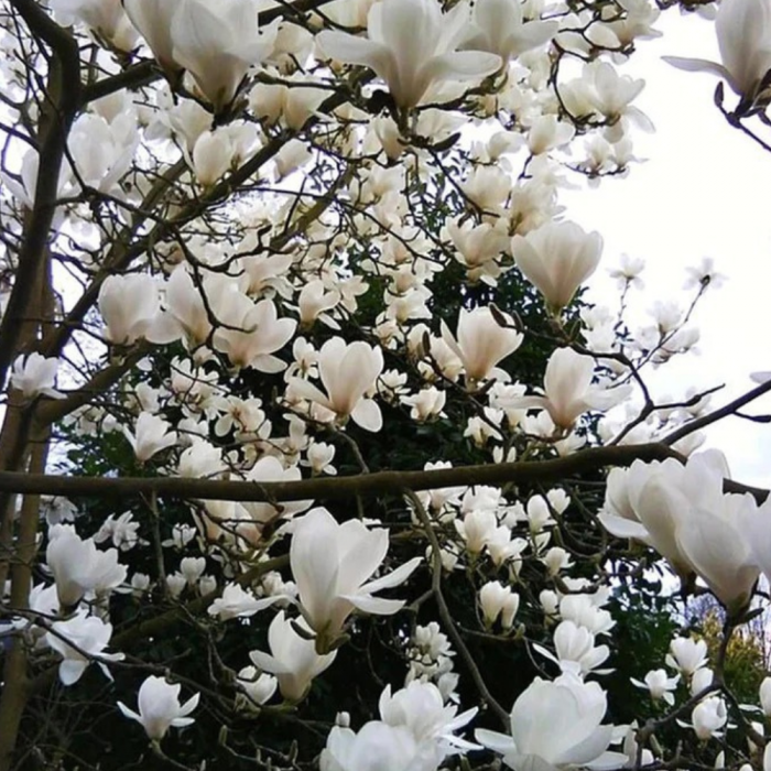 Magnolia Soulangeana Alba Superba [2]