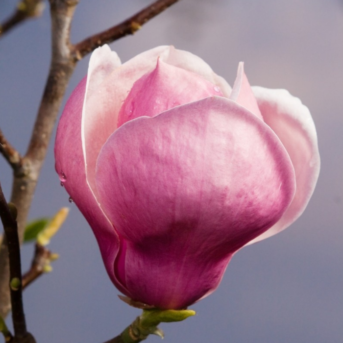 Magnolia Soulangeana Lennei [3]
