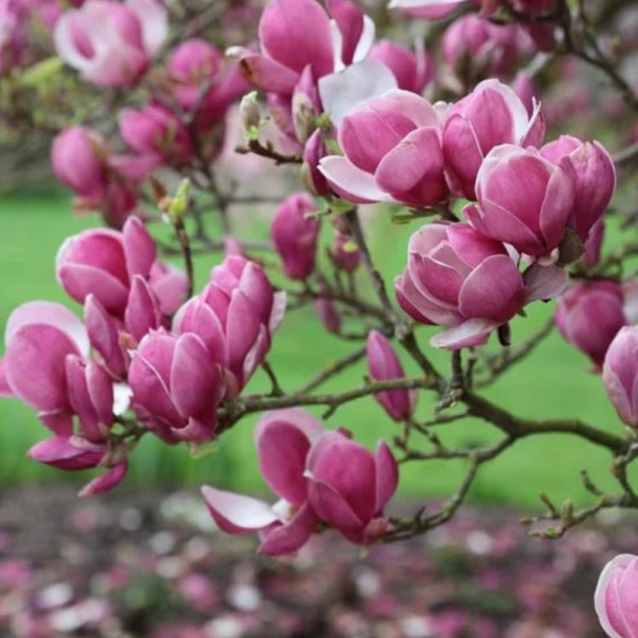 MAGNOLIA SOULANGEANA RUSTICA RUBRA [3]
