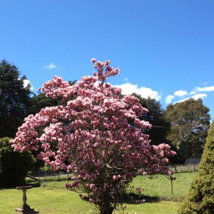 MAGNOLIA SOULANGEANA RUSTICA RUBRA [2]