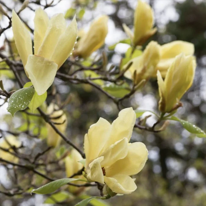 Magnolia “Yellow Lantern” - Magnolia ‘Felinar Galben’ [2]