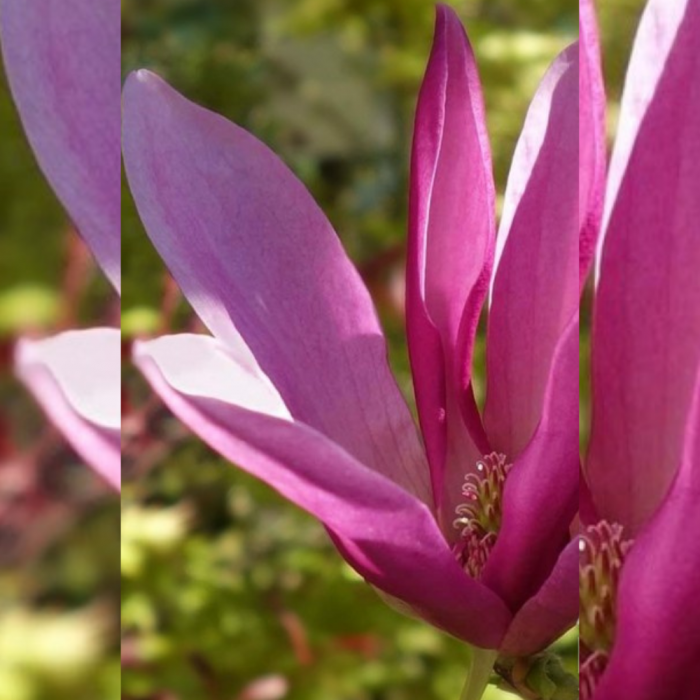 Magnolie Susan [3]