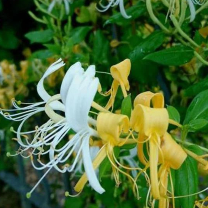 MÂNA MAICII DOMNULUI / CAPRIFOI - Lonicera japonica Graham Thomas [3]