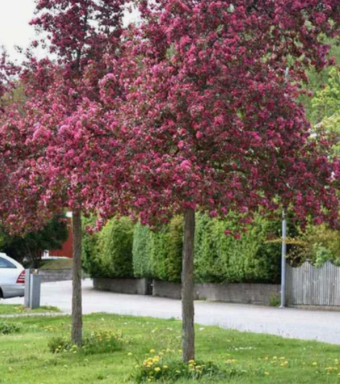 Merișor Mar Ornamental (Malus) – 180-200 cm [2]
