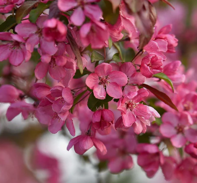 Merișor Mar Ornamental (Malus) – 180-200 cm [3]