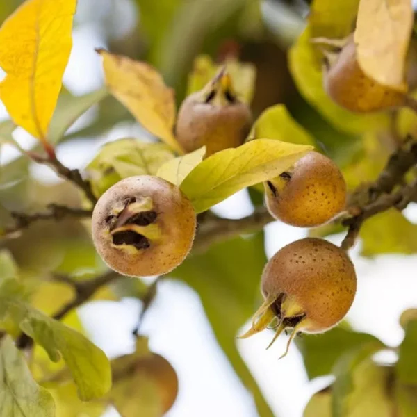 Mosmon- Mespilus Germanica [2]