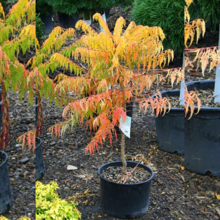 OTETAR (SUMAC) [2]