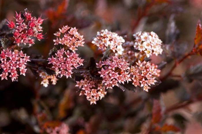 Physocarpus opulifolius ‘Spicy Devil’ - Fisocarpus ‘Spicy Devil’ [2]