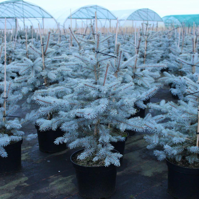 PICEA PUNGENS EDITH [3]