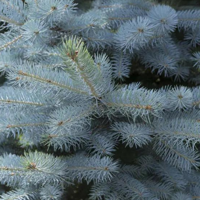 PICEA PUNGENS EDITH [2]