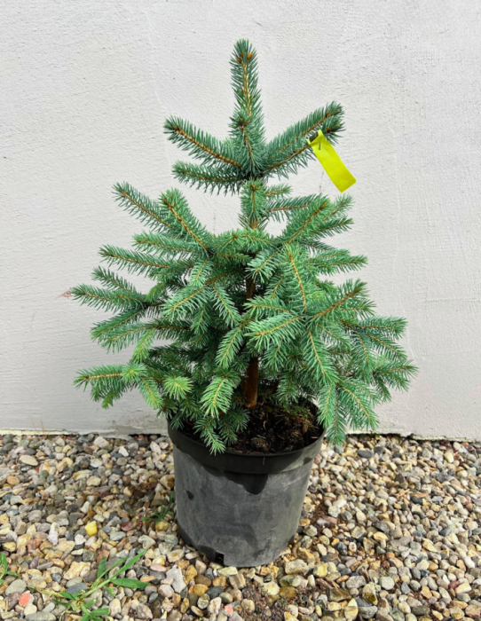 Picea pungens ‘SBS’ - Brad albastru ‘SBS’ [2]