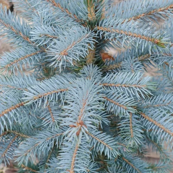 Picea pungens ‘SBS’ - Brad albastru ‘SBS’ [1]