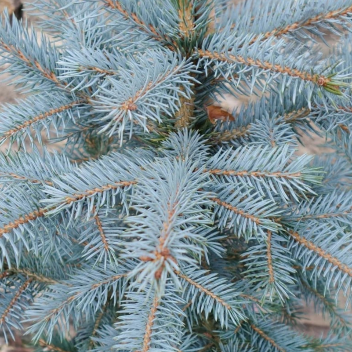 PICEA PUNGENS SUPER BLUE SEEDLING (SBS) [2]