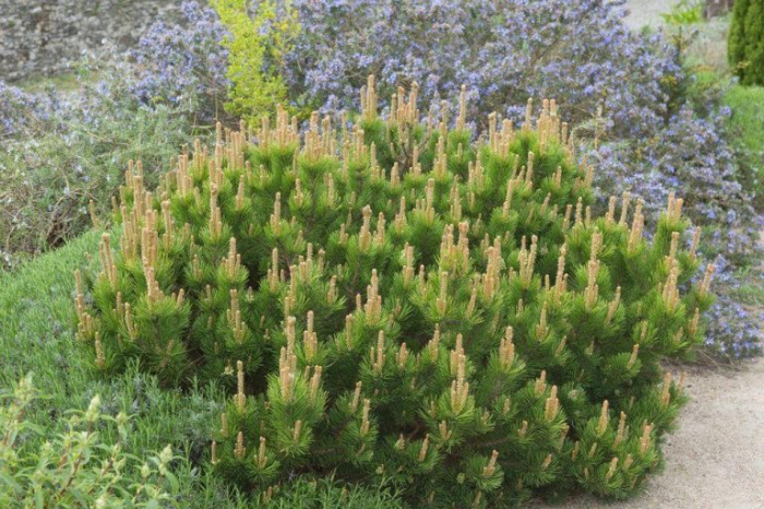 Pinus mugo var. ‘Mughus’ - Pin mughus ‘Mughus’ 10L [2]