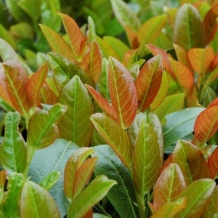 PRUNUS LAUROCERASUS - LAUR ENGLEZESC [2]