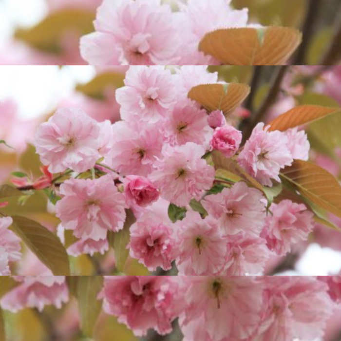 PRUNUS SERRULATA - Cires japonez [2]