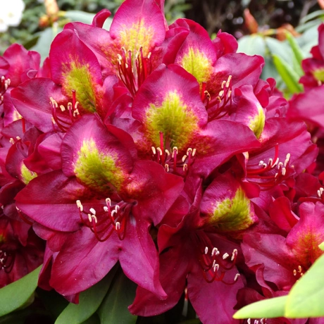 Rhododendron hybr. ‘Jungle Fever’ - Azalee de grădină cu flori roz [2]