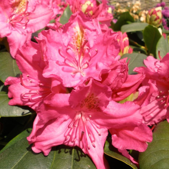 Rhododendron hybr. ‘Pearce’s American Beauty’ - Rhododendron cu flori roz-purpurii [2]