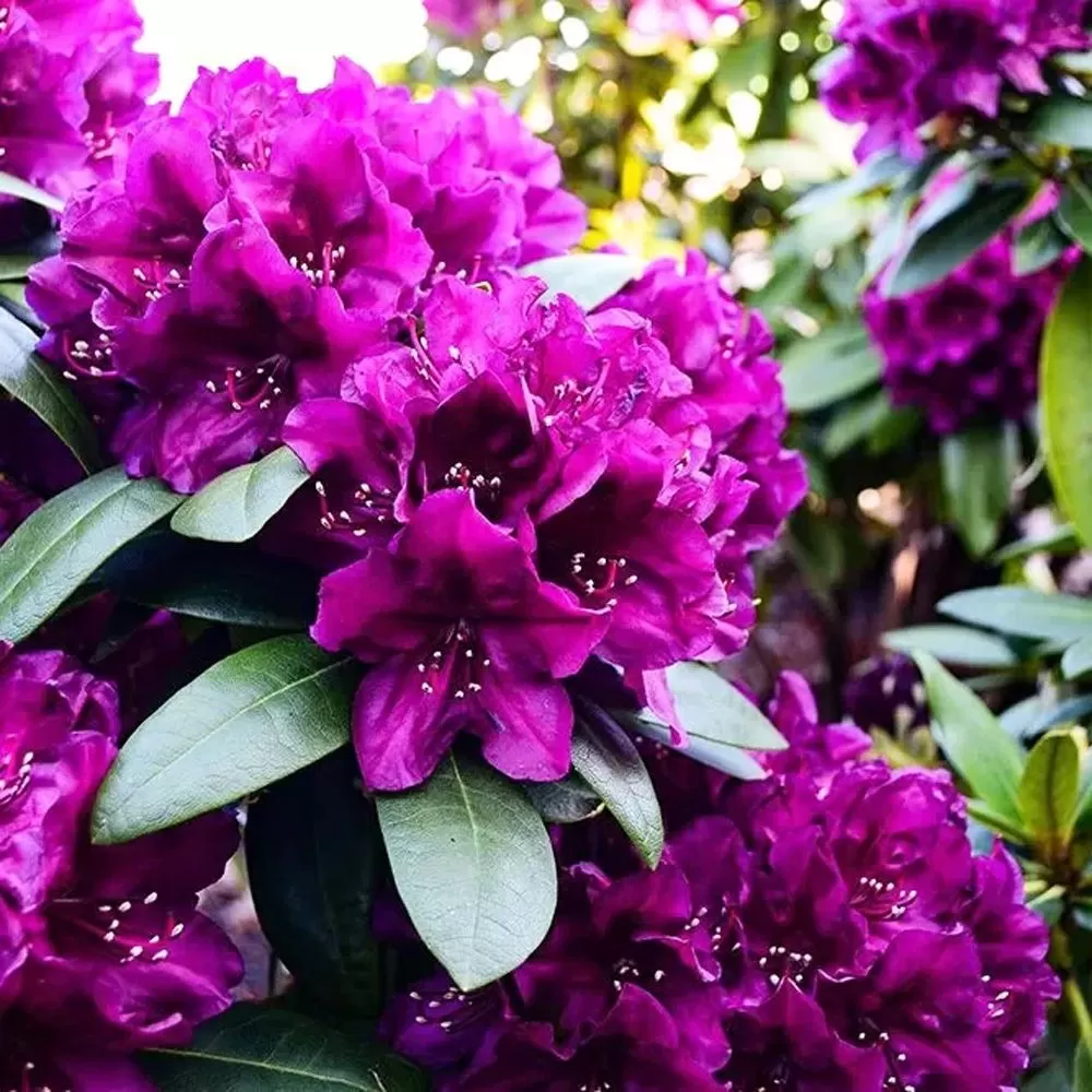 Rhododendron hybr. ‘Polarnacht’ - Rhododendron „Noapte polară” [2]