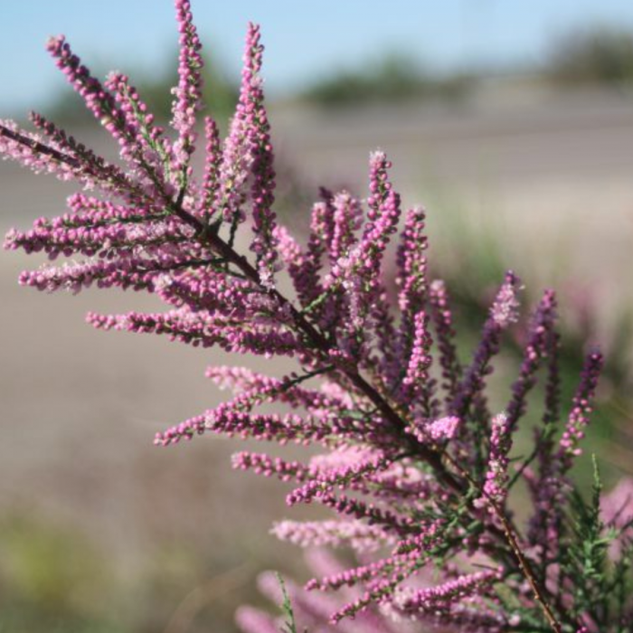 TAMARIX  [4]