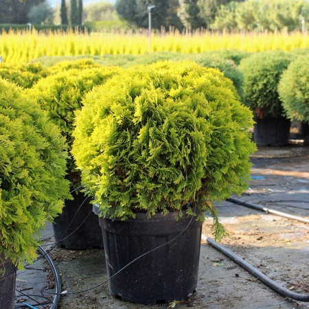 Thuja occidentalis ‘Mirjam’ - Tuia occidentală ‘Mirjam’ 20 - 30 cm [1]