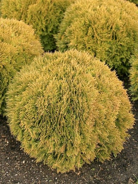 Thuja occidentalis ‘Mirjam’ - Tuia occidentală ‘Mirjam’ 20 - 30 cm [2]