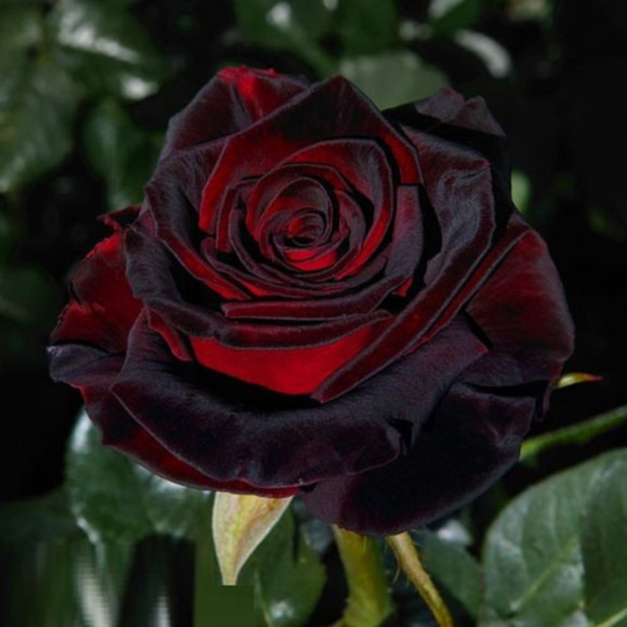 TRANDAFIR BLACK BACCARA [2]