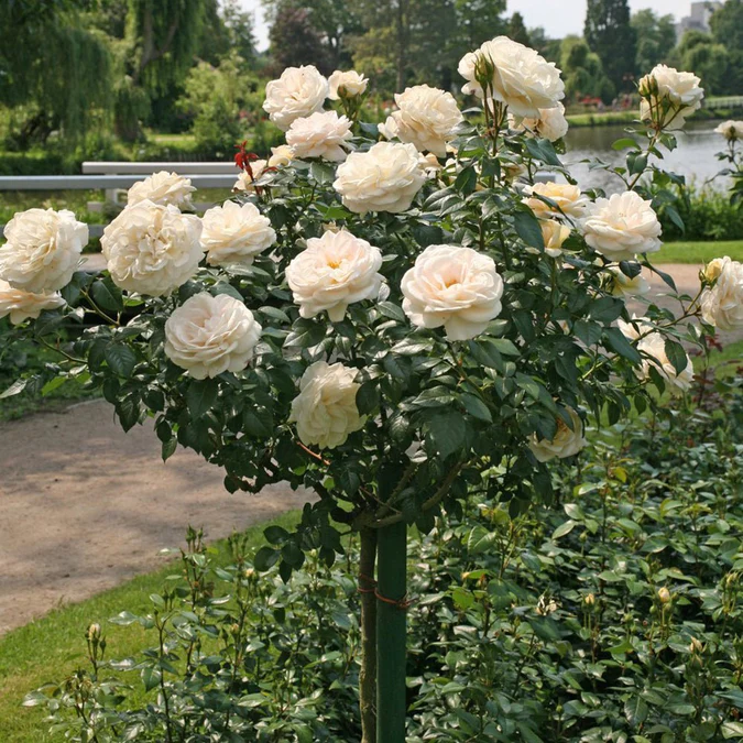 TRANDAFIR COPAC - ROZE PIENNA - ALB (Trandafir Pomisor) [2]