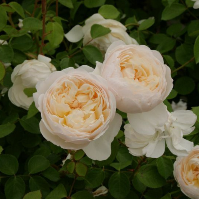TRANDAFIR GLAMIS CASTLE [2]
