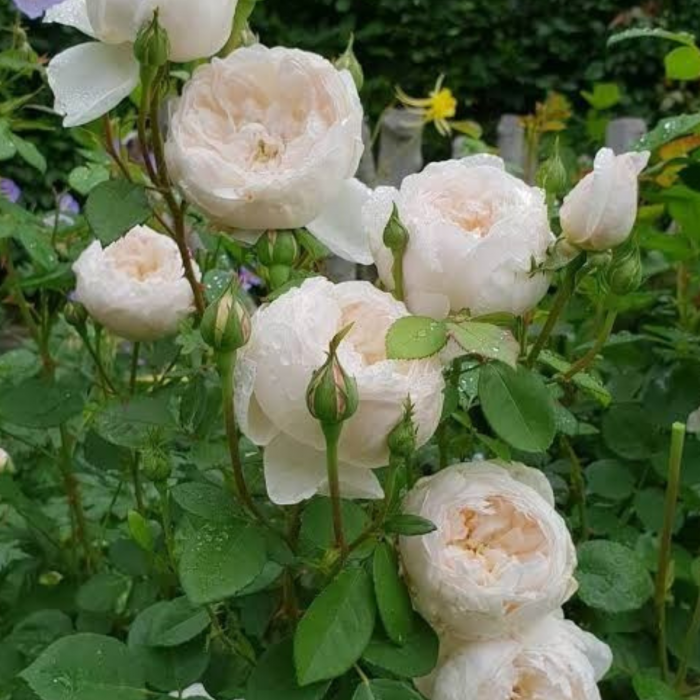 TRANDAFIR GLAMIS CASTLE [3]