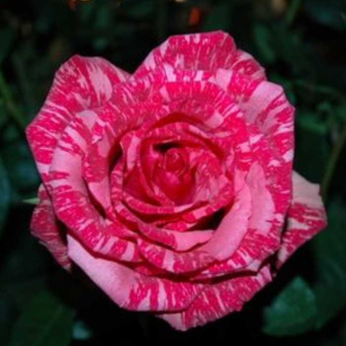 TRANDAFIR PINK INTUITION [3]