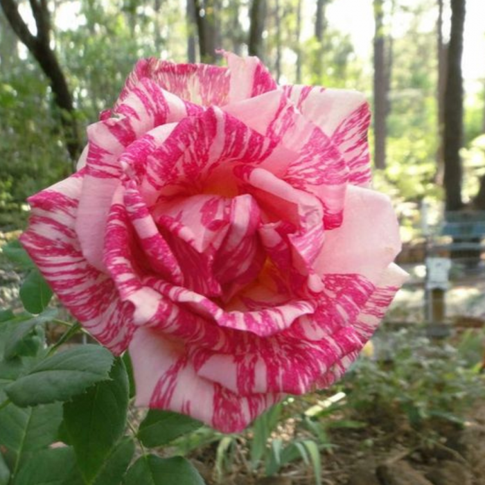 TRANDAFIR PINK INTUITION [2]