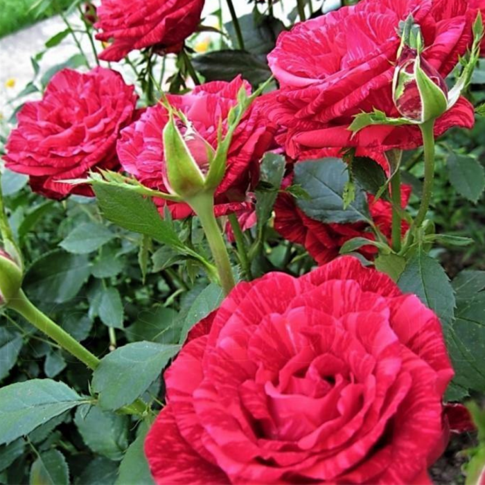 TRANDAFIR RED INTUITION [2]