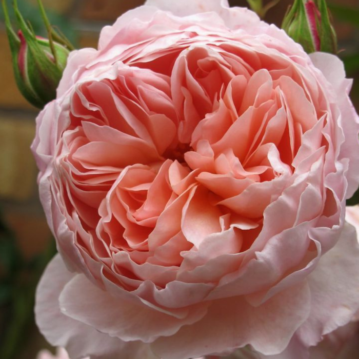 TRANDAFIR WILLIAMS MORRIS [2]