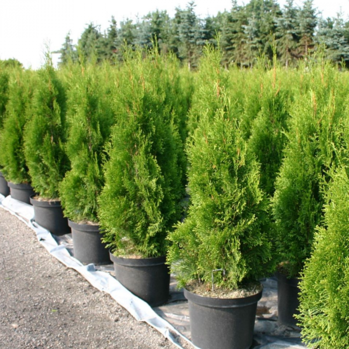 TUIA SMARAGD - Thuja occidentalis Smaragd [2]