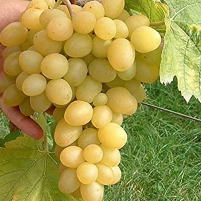 VITA DE VIE AFUZ ALI - Vitis vinifera Afuz Ali [2]