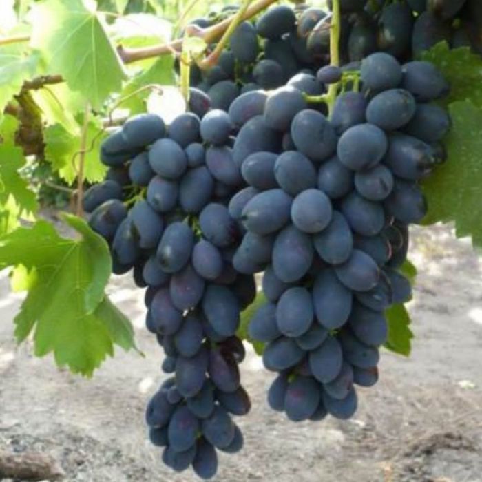 VITA DE VIE CODREANCA - Vitis vinifera Codreanca [3]