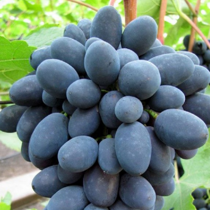 VITA DE VIE CODREANCA - Vitis vinifera Codreanca [2]