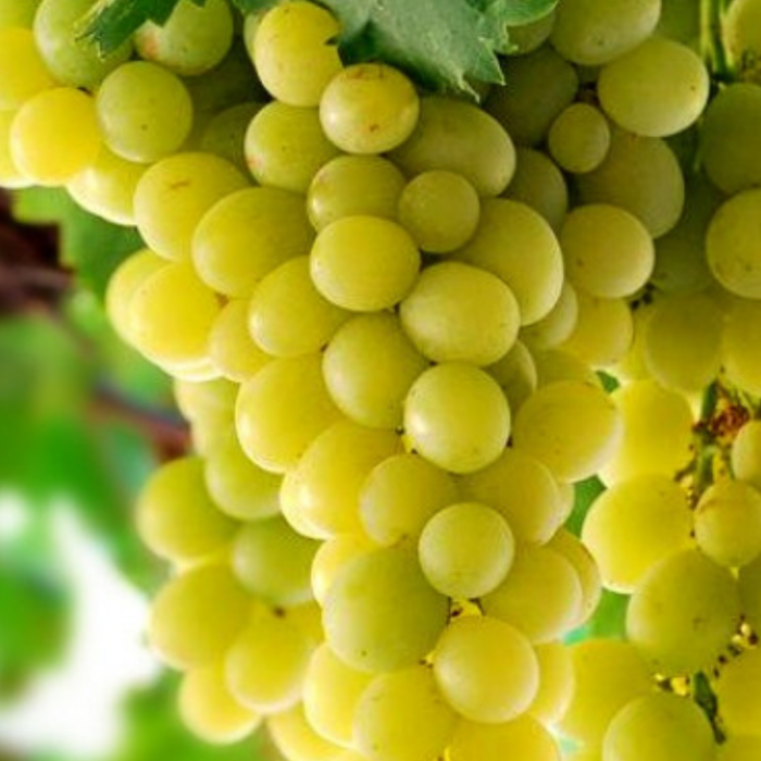 VITA DE VIE ITALIA - Vitis vinifera Italia [2]