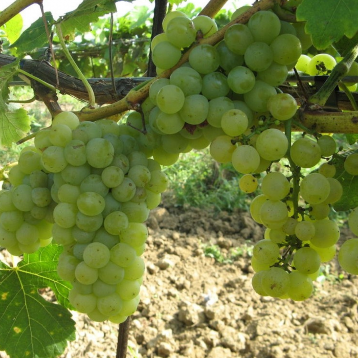 VITA DE VIE MUSCAT OTTONELL - Vitis vinifera Muscat Ottonel [2]